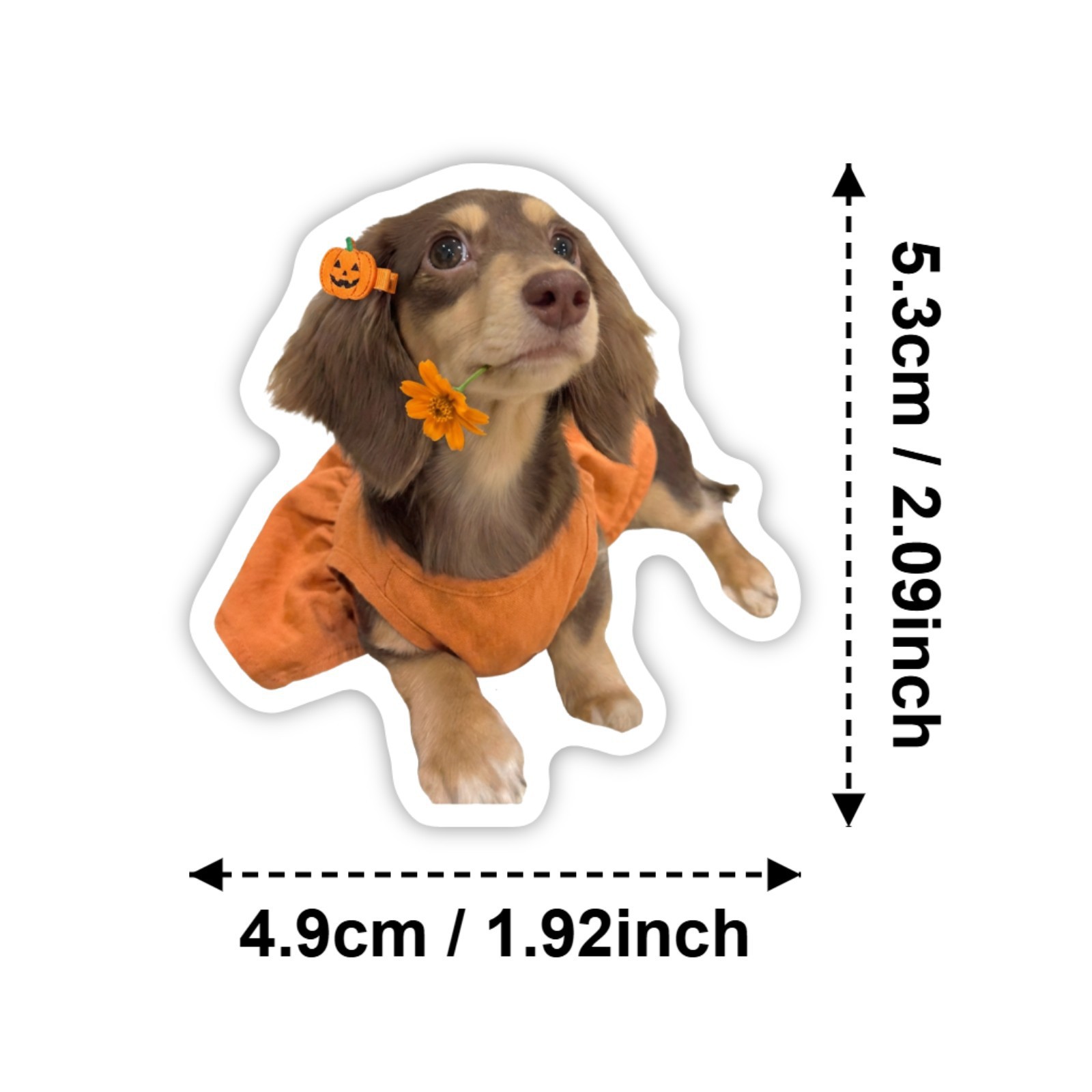 50 Pegatinas HD de Dachshund,  - Motorcycle Gear For Dogs reseña y precio