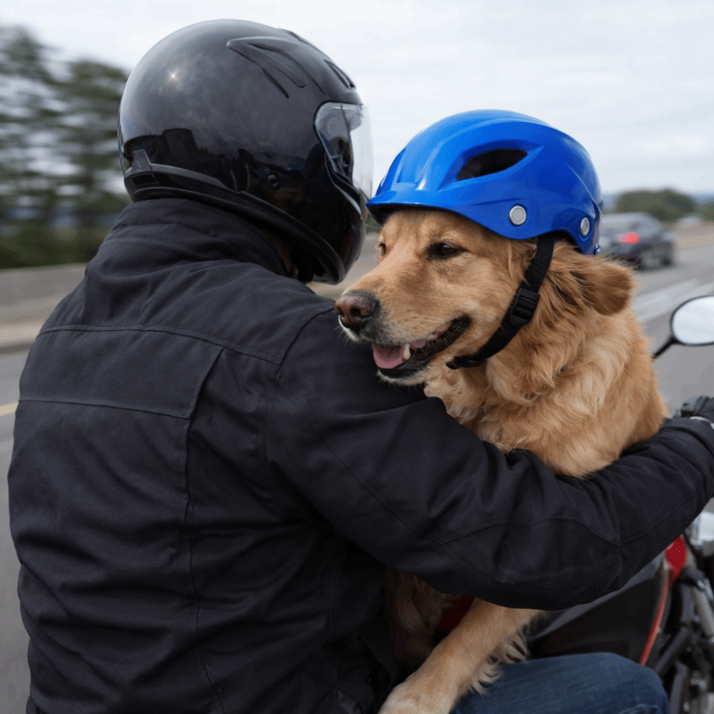 Casco Ajustable para Perros, C - Motorcycle Gear For Dogs reseña y precio